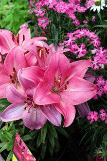 Lilium Longiflorum-Asian 'Summer Sky'