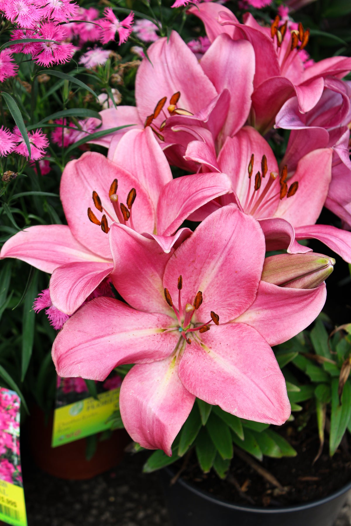 Lis Longiflorum-Asiatique ‘Summer Sky’