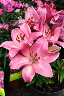 Lilium Longiflorum-Asian 'Summer Sky'