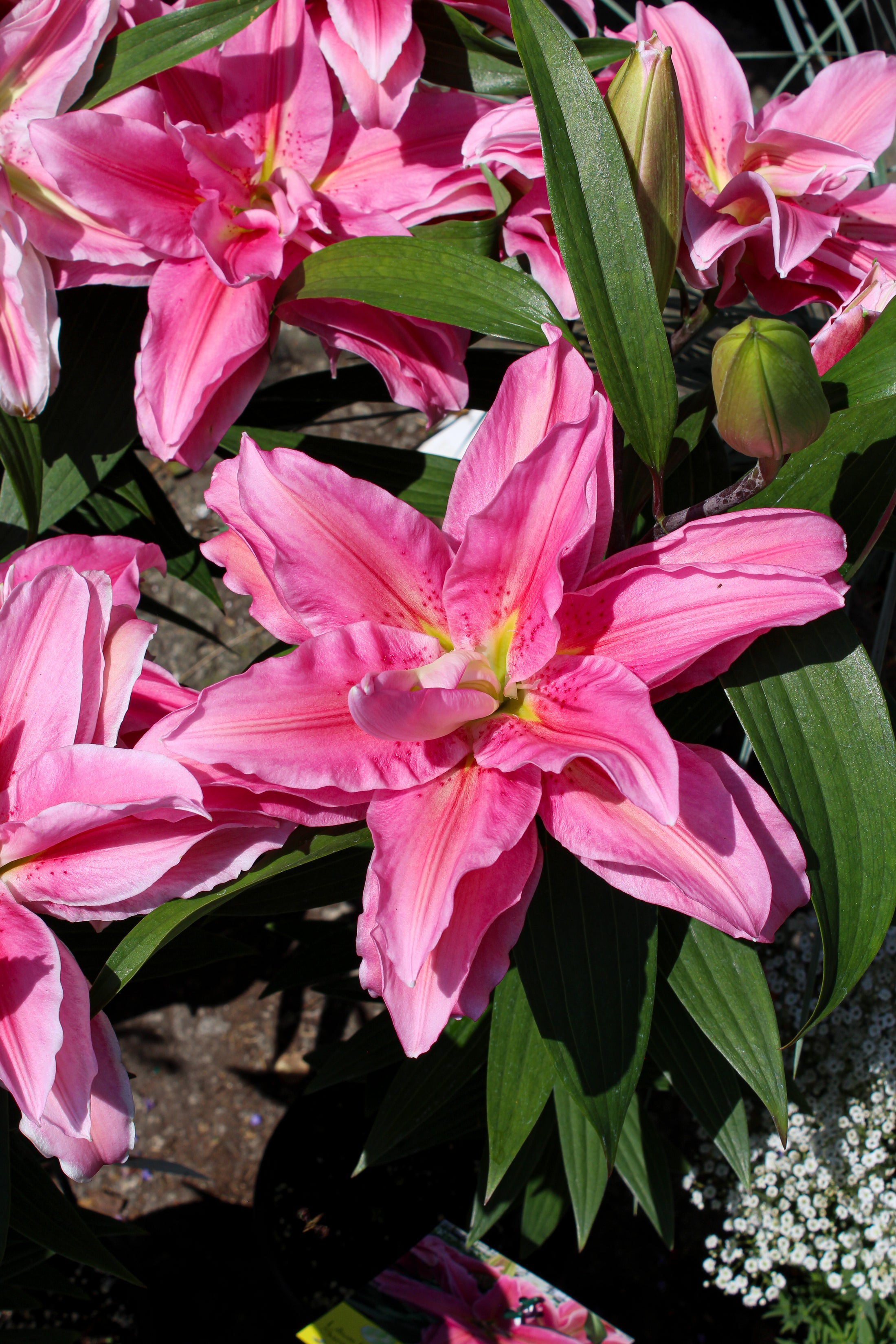 Lilium orientalis 'Roselily Sara'