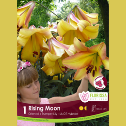Lily, Oriental x Trumpet 'Rising Moon' (1 bulb)
