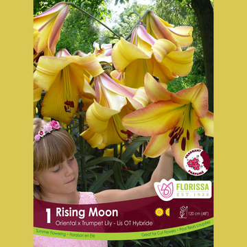Lily, Oriental x Trumpet 'Rising Moon' (1 bulb)