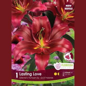 Lis hybride oriental-trompette ‘Lasting Love’ ( Lilium ) – 1 bulbe : des lys rouge sombre à gorge jaune. Le visuel Florissa présente la plante et son nom dans la partie inférieure de l’étiquette. La photographie occupe presque toute la surface, tandis que le bandeau du bas rassemble les indications du produit. Cette vue permet de reconnaître son apparence et de distinguer la variété présentée.