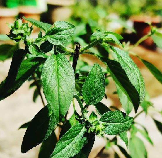 ‘Lime’ basil, certified organic seeds (<em>Ocimum basilicum</em>)