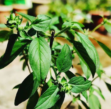 Organic Lime Basil