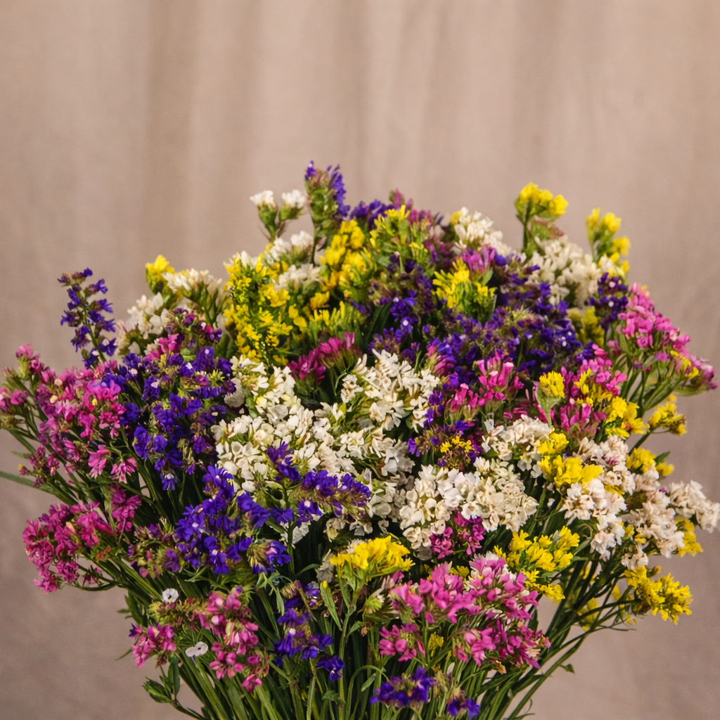 Photo de Limonium ‘Sinuatum Hipster’. Le limonium ‘Sinuatum Hipster’ est une annuelle élégante au port dressé, reconnue pour ses fleurs aux couleurs intenses mises en valeur par un feuillage dense et foncé. Son port est dressé, avec feuillage dense et sombre. La couleur caractéristique est : mélange. Le visuel permet d’observer les contours, les teintes et la disposition des éléments présentés.