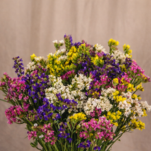 Photo de Limonium ‘Sinuatum Hipster’. Le limonium ‘Sinuatum Hipster’ est une annuelle élégante au port dressé, reconnue pour ses fleurs aux couleurs intenses mises en valeur par un feuillage dense et foncé. Son port est dressé, avec feuillage dense et sombre. La couleur caractéristique est : mélange. Le visuel permet d’observer les contours, les teintes et la disposition des éléments présentés.