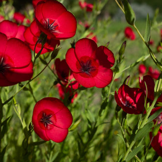 Des fleurs rouges aux pétales larges et arrondis se dressent sur de fines tiges vertes. Leurs centres portent des marques presque noires qui rayonnent vers les bases des pétales. Plusieurs corolles sont ouvertes de face, accompagnées de fleurs inclinées sur les côtés. Des feuilles étroites et des boutons allongés apparaissent dans le fond vert et rouge.
