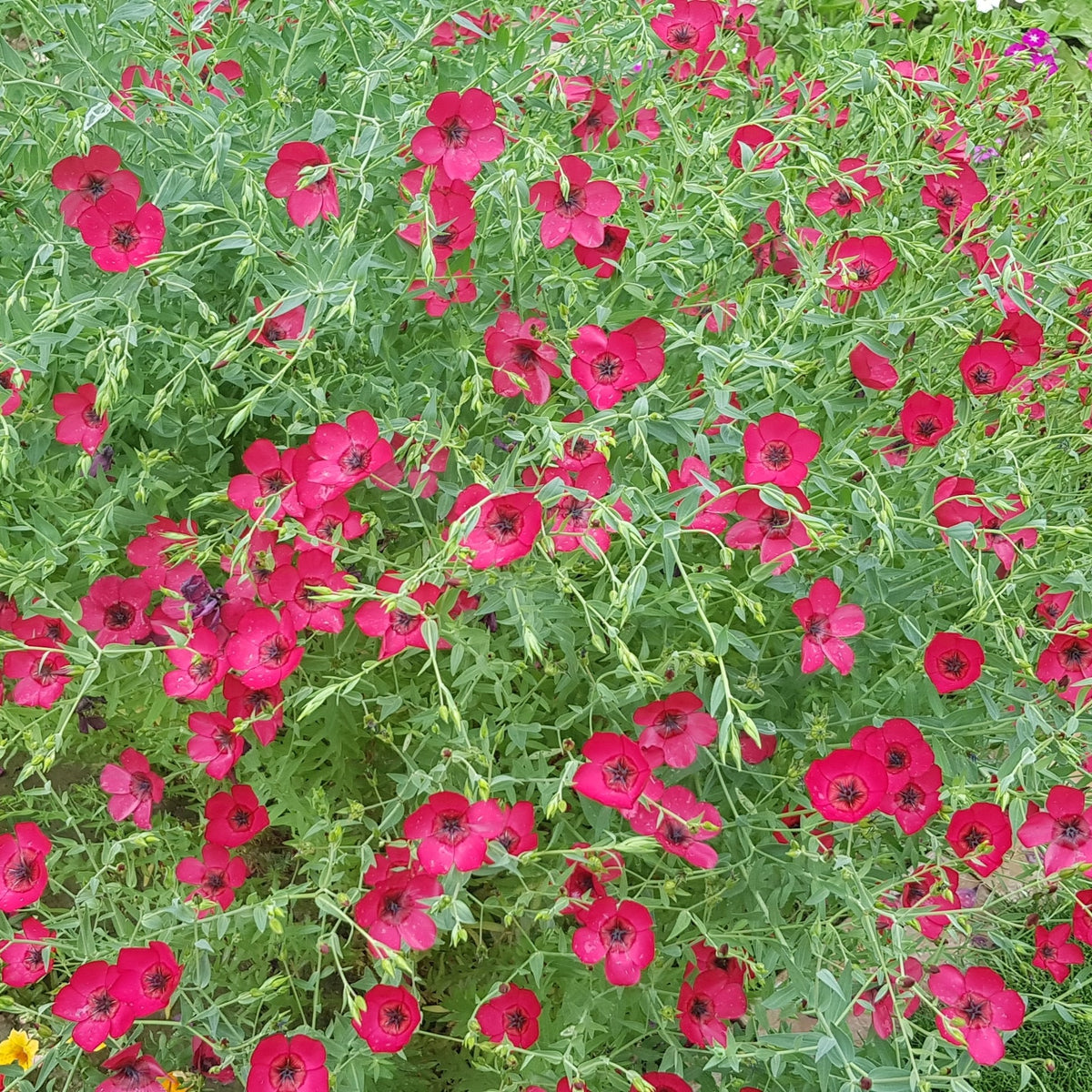 Photo de Lin Rubrum. Ses fleurs rouge sang, au bel éclat satiné, illuminent les plates-bandes du début de l'été jusqu'à l'automne. La couleur caractéristique est : rouge écarlate. Le visuel permet d'observer les contours, les teintes et la disposition des éléments présentés. Les détails de forme et les contrastes donnent un aperçu de l'apparence de cette plante ou de sa récolte.