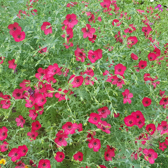 Photo de Lin 'Rubrum'. Ses fleurs rouge sang, au bel éclat satiné, illuminent les plates-bandes du début de l'été jusqu'à l'automne. La couleur caractéristique est : rouge écarlate. Le visuel permet d'observer les contours, les teintes et la disposition des éléments présentés. Les détails de forme et les contrastes donnent un aperçu de l'apparence de cette plante ou de sa récolte.