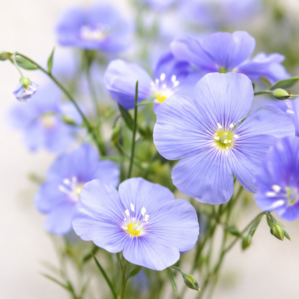 Organic blue flax