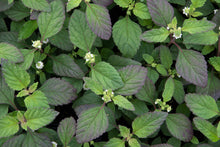 Lippia dulcis