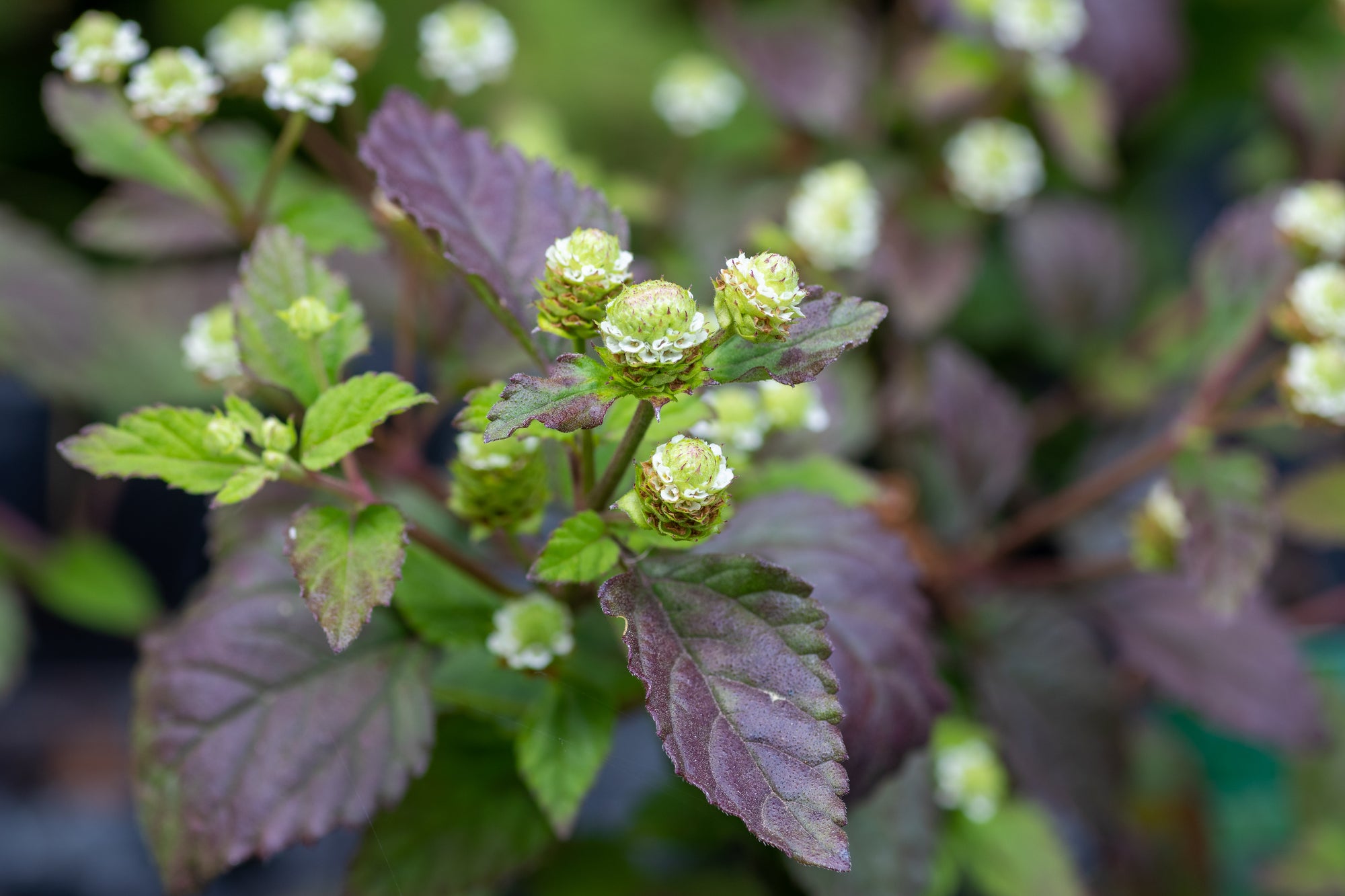 Lippia dulcis