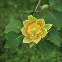 Liriodendron tulipifera