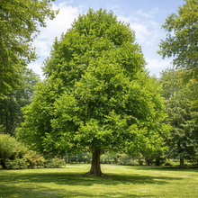 Liriodendron tulipifera