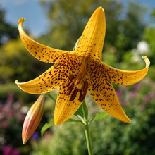 Lis du Canada en fleurs, plante indigène aux fleurs retombantes.