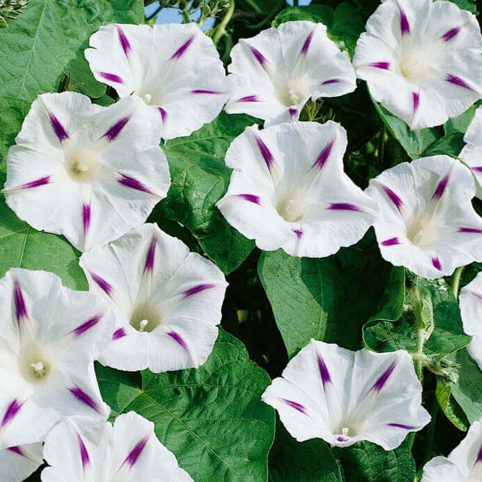 Ipomoea 'Milky Way'
