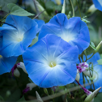 Plusieurs grandes fleurs bleu ciel se chevauchent devant un feuillage vert. Leur centre blanc, légèrement verdâtre, s’élargit en rayons pâles sur les pétales plissés. Une fleur ouverte domine le bas du centre, avec deux corolles derrière. Des tiges minces traversent le groupe; de petites touches florales violettes sont visibles sur le côté droit.