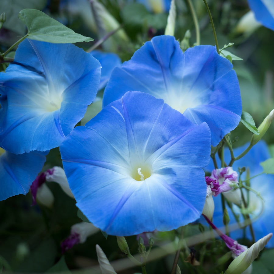 Ipomoea 'Heavenly Blue'
