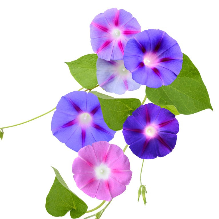 Ipomoea 'Mixed Colours'