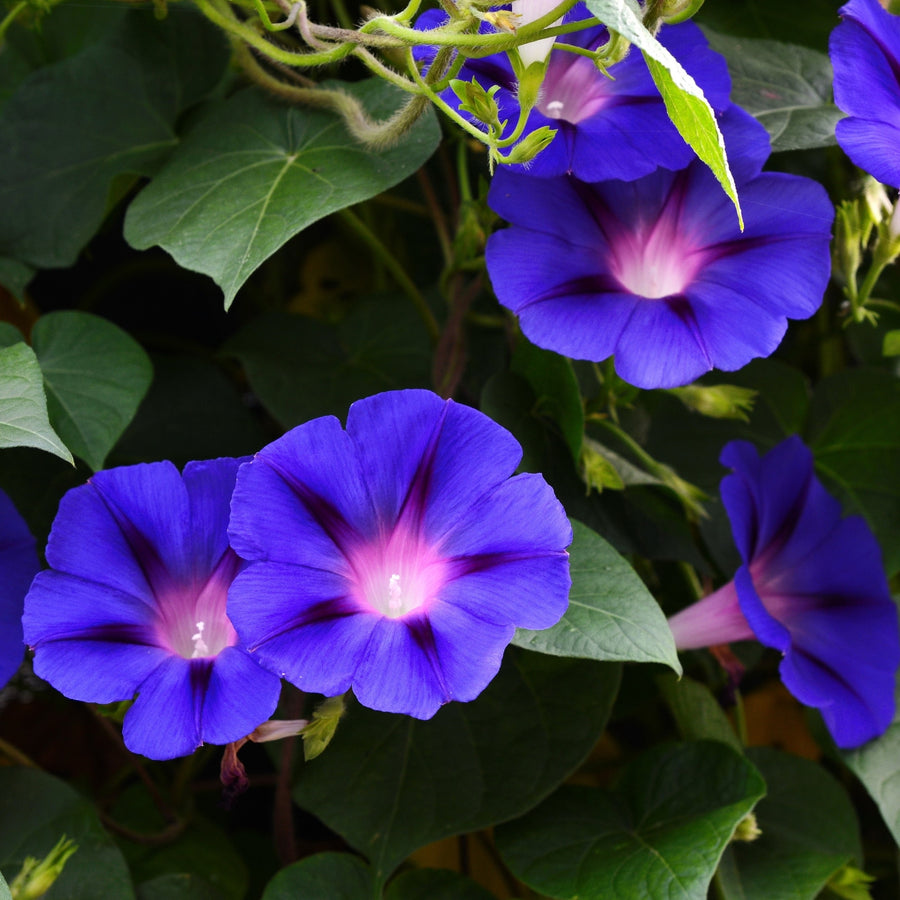 Ipomoea 'Grandpa Ott'