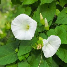 Ipomoea 'Pearly Gates'