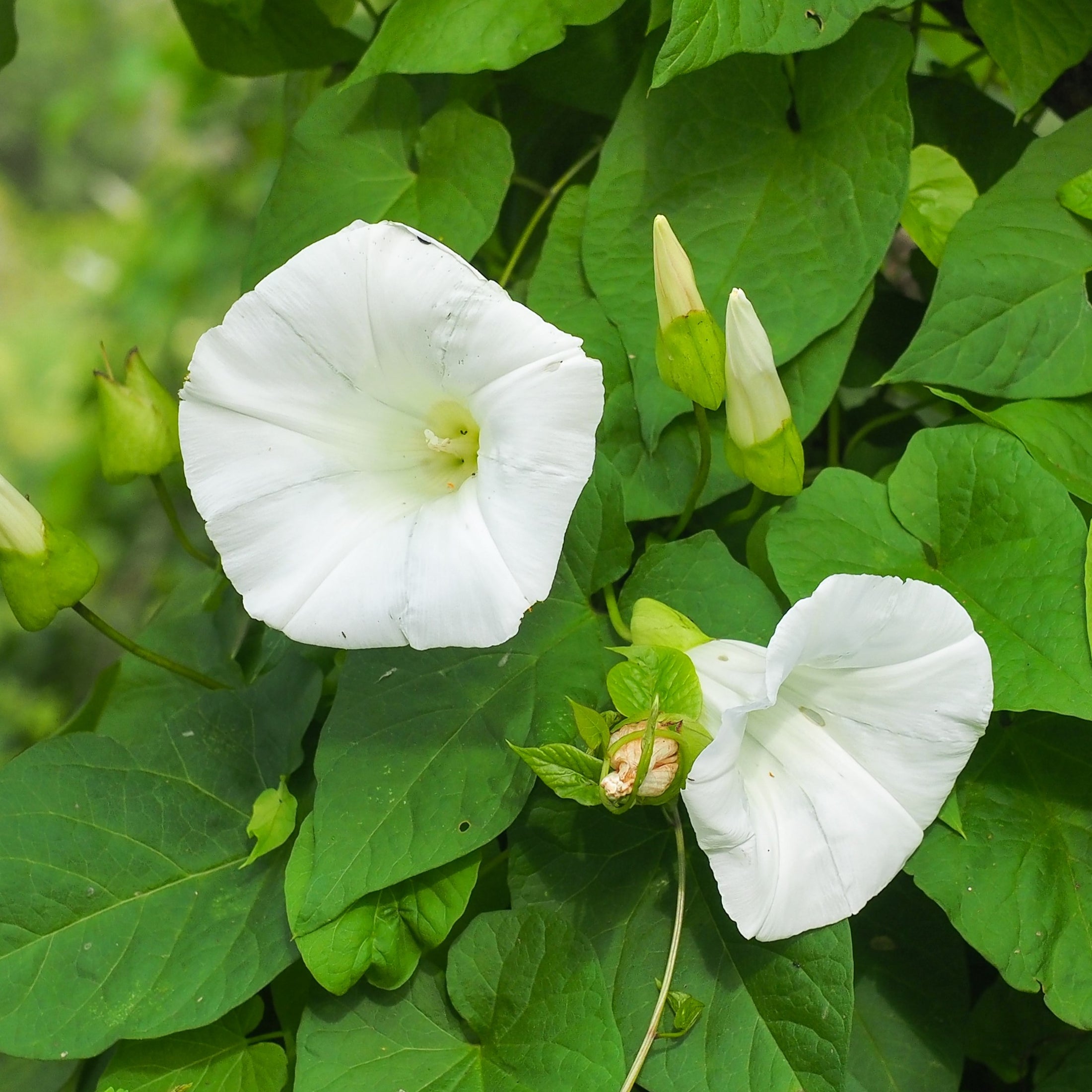 Ipomoea 'Pearly Gates'