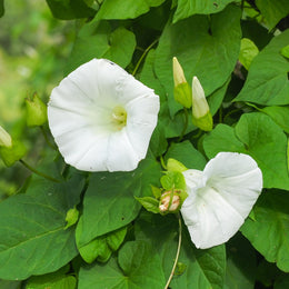 Ipomoea 'Pearly Gates'