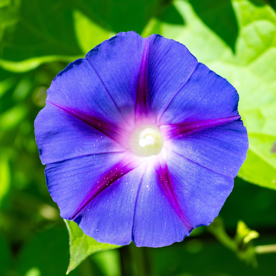 Ipomoea 'Dacappo Light Blue'
