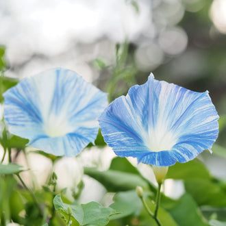 Deux fleurs en entonnoir présentent des pétales blancs parcourus de bandes bleu clair. Les rayures suivent les plis de la corolle et convergent vers une gorge pâle. La fleur de droite occupe le premier plan; celle de gauche est partiellement cadrée. De fines tiges vertes et des feuilles apparaissent sous les fleurs, sur un fond clair.