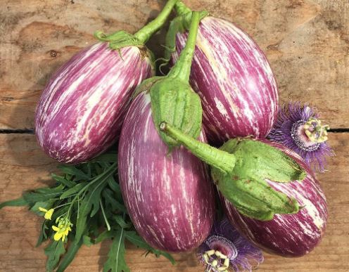 Aubergine 'Listada De Gandia' bio