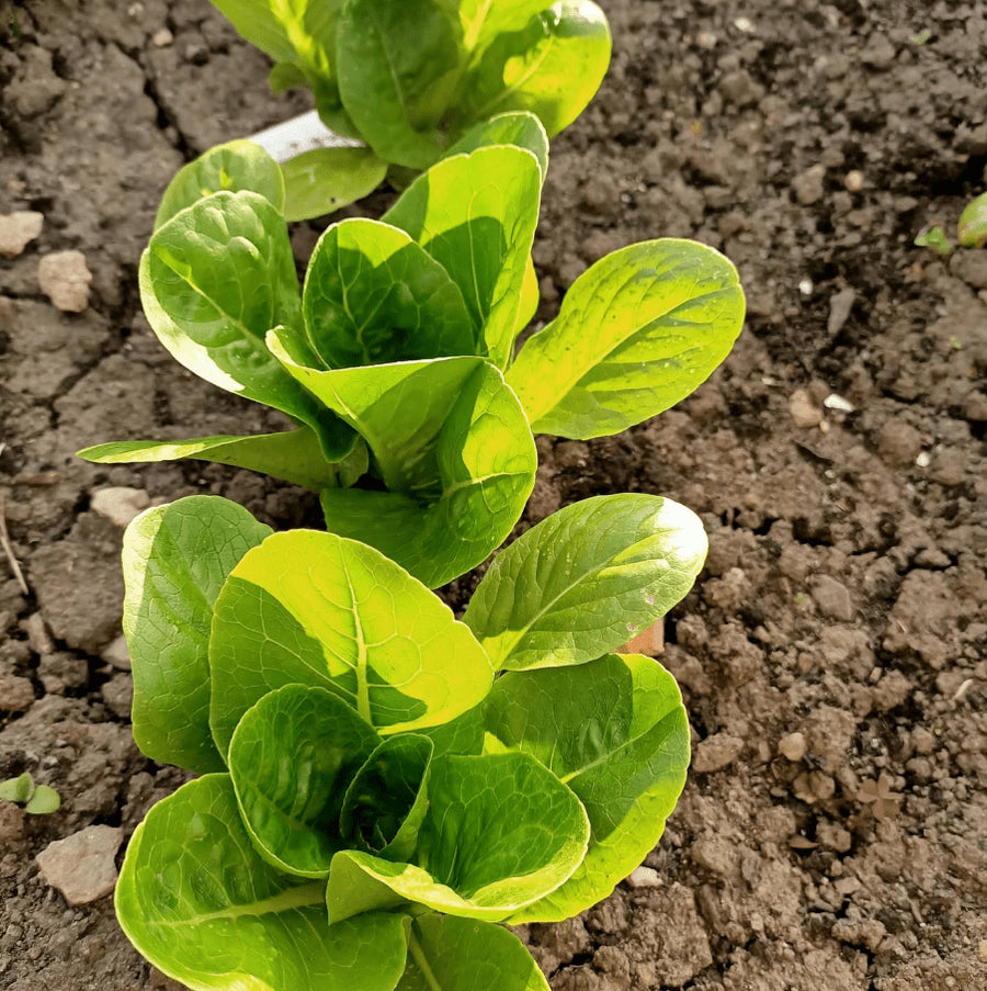 Organic 'Little Caesar' romaine lettuce