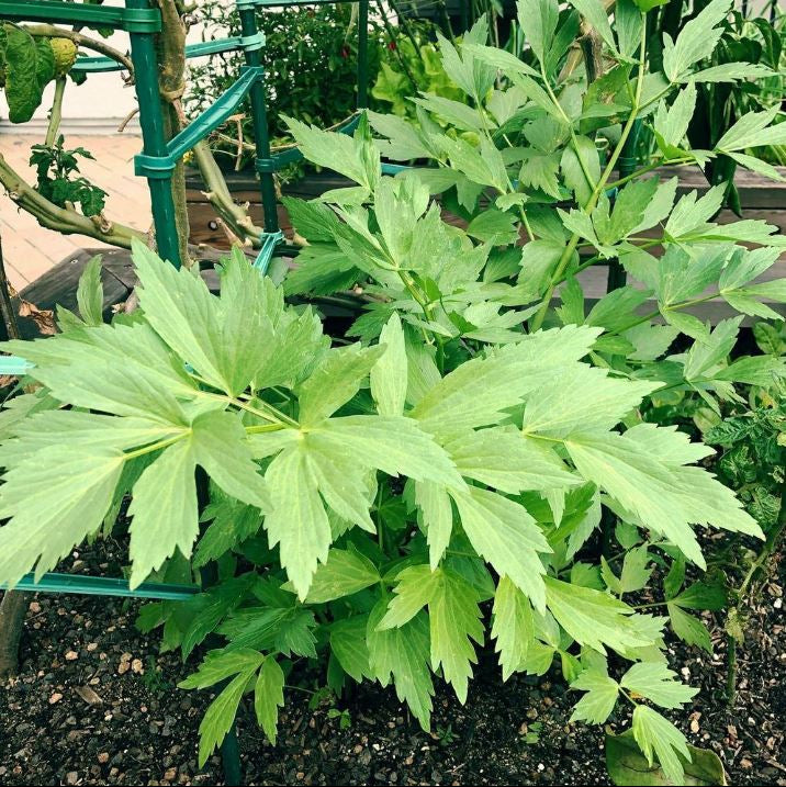 Organic 'Lovage' Lovage
