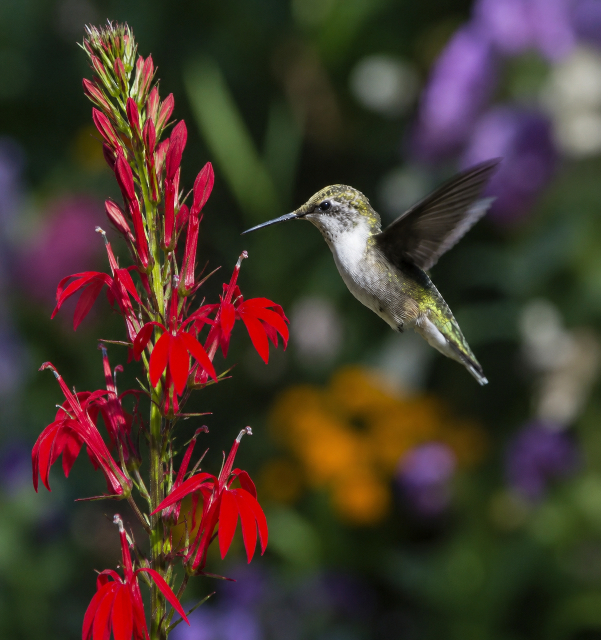 Cardinal Flower
