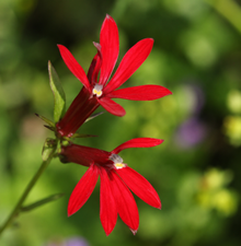 Cardinal Flower