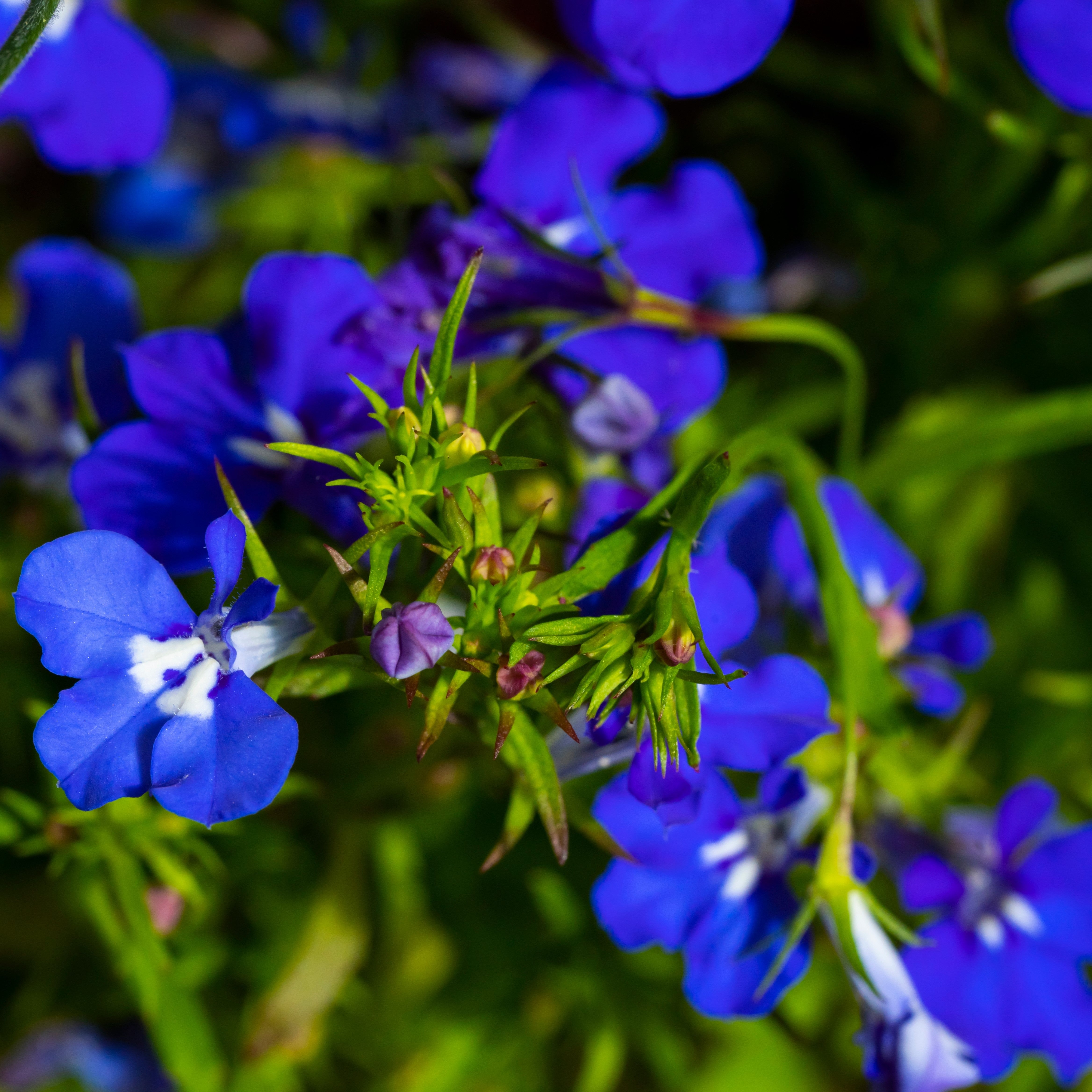 WH Perron seeds | Lobelia 'Regatta Midnight Blue' – Pépinière.ca