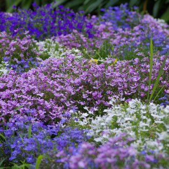 Une nappe de petites fleurs mêle du blanc, du mauve et du bleu violet. Les couleurs se regroupent en zones qui se croisent au milieu du feuillage vert. Quelques tiges fines dépassent au-dessus des corolles. Les fleurs les plus proches sont floues, tandis que plusieurs groupes du centre restent mieux dessinés devant un fond sombre et feuillu.