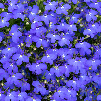 De nombreuses fleurs bleu violet remplissent le cadre, parmi de fines tiges et de petites feuilles vertes. Les corolles ouvertes ont des lobes arrondis et de minuscules marques blanches près du centre. Elles se chevauchent sans cacher tout le feuillage. Le fond reste vert et sombre, avec quelques fleurs partiellement coupées sur les bords de l’image.