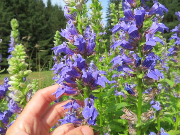 Syphilitic lobelia