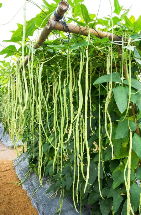 Niébé ‘Long Harvest’ à longues gousses, semences biologiques (<em>Vigna unguiculata</em>)