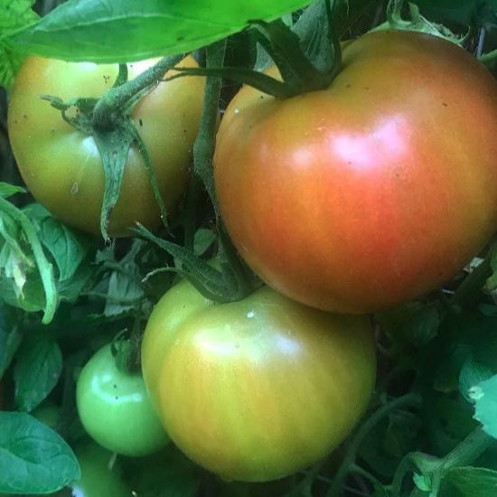 Tomato 'Long Keeper' organic