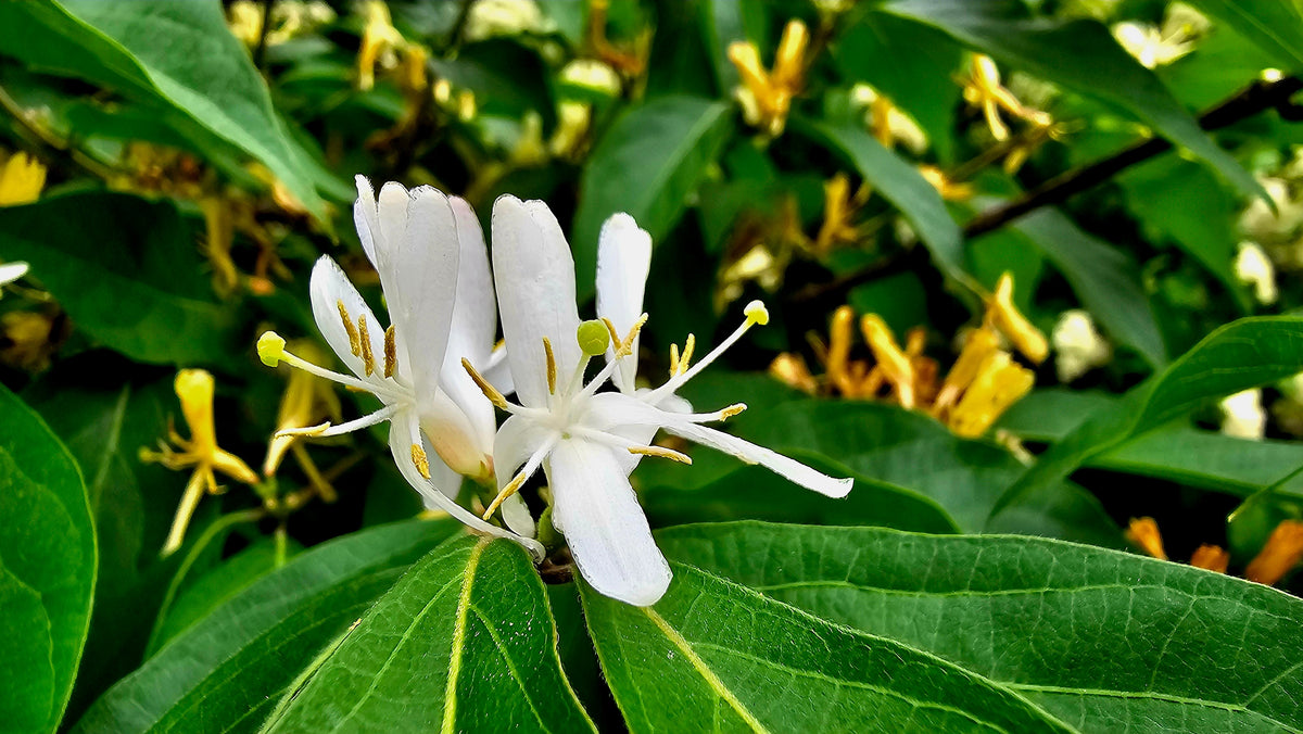 Lonicera 'Abbotsford'