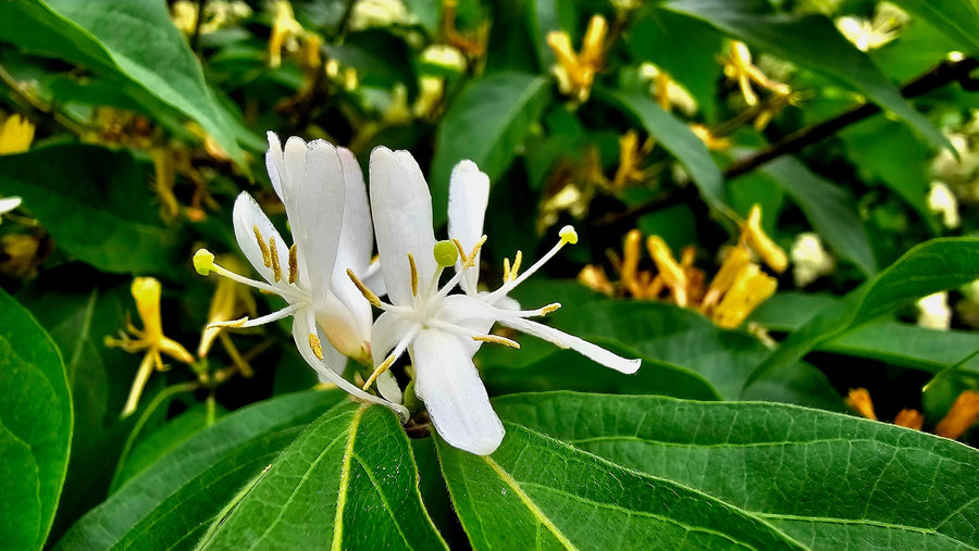 Lonicera 'Abbotsford'