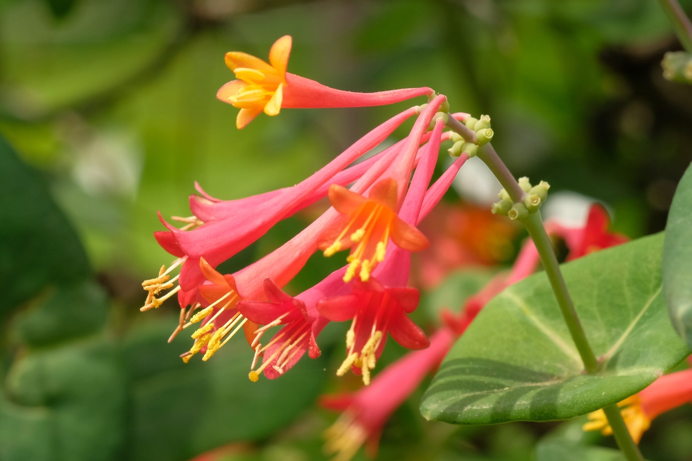 Lonicera 'Arnold Red'