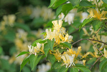 Lonicera 'Clavey's Dwarf'