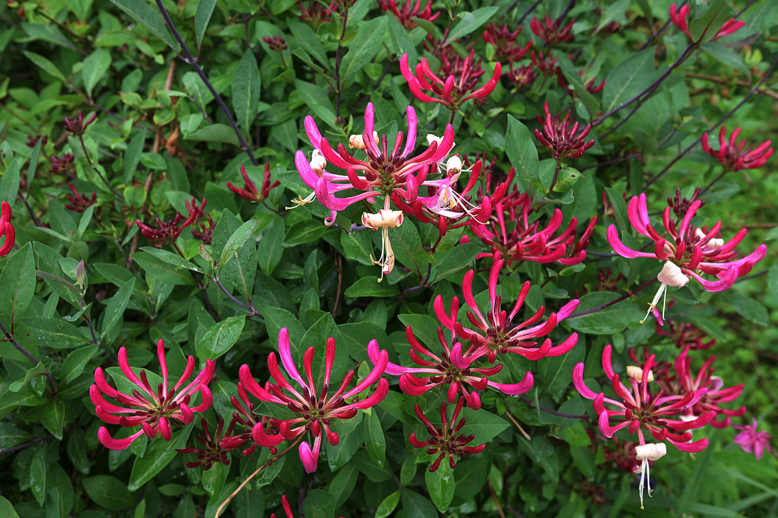 Lonicera 'Hack's Red'