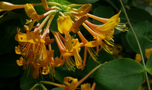 Lonicera 'Mandarin'