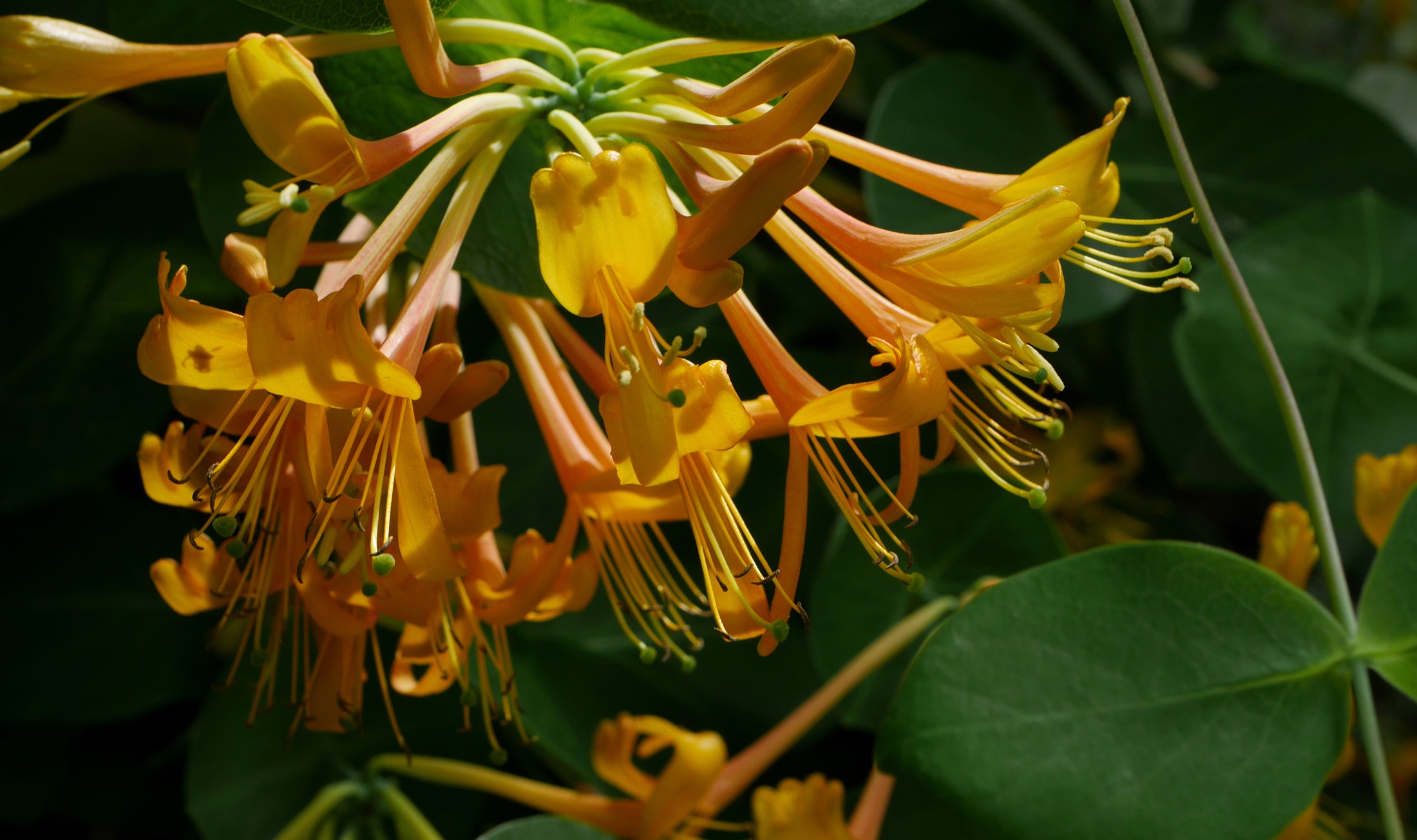 Lonicera 'Mandarin'