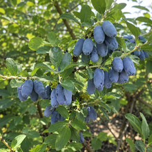 Lonicera caerulea 'Boreal Beauty'