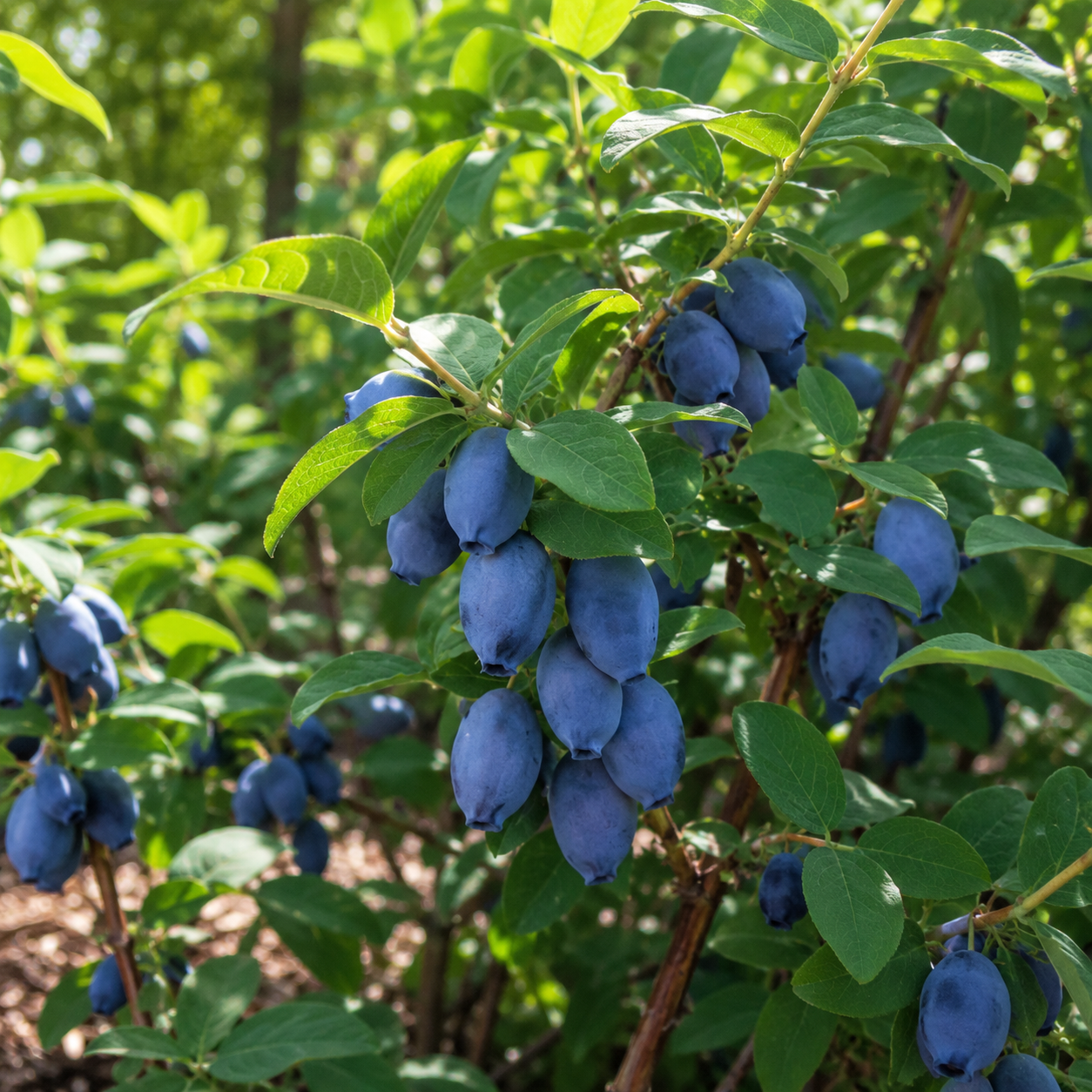 Lonicera caerulea 'Borealis'